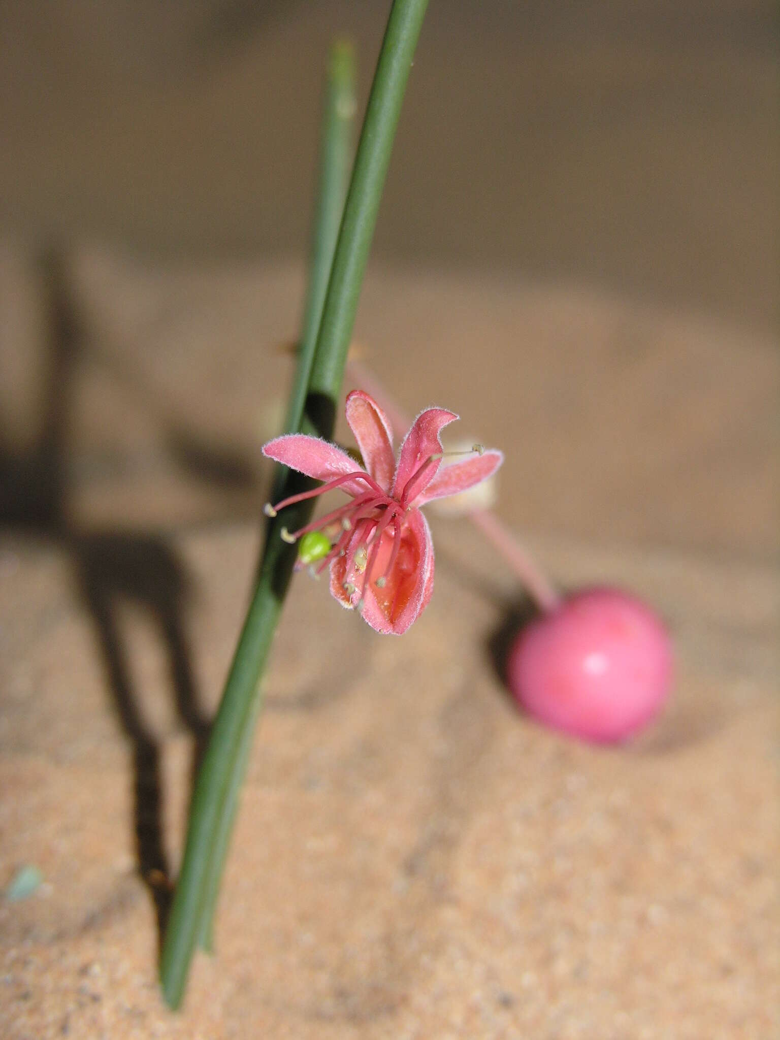 Image of Capparis decidua (Forsk.) Edgew.