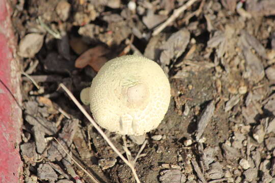 Image of Leucocoprinus tricolor H. V. Sm. 1981