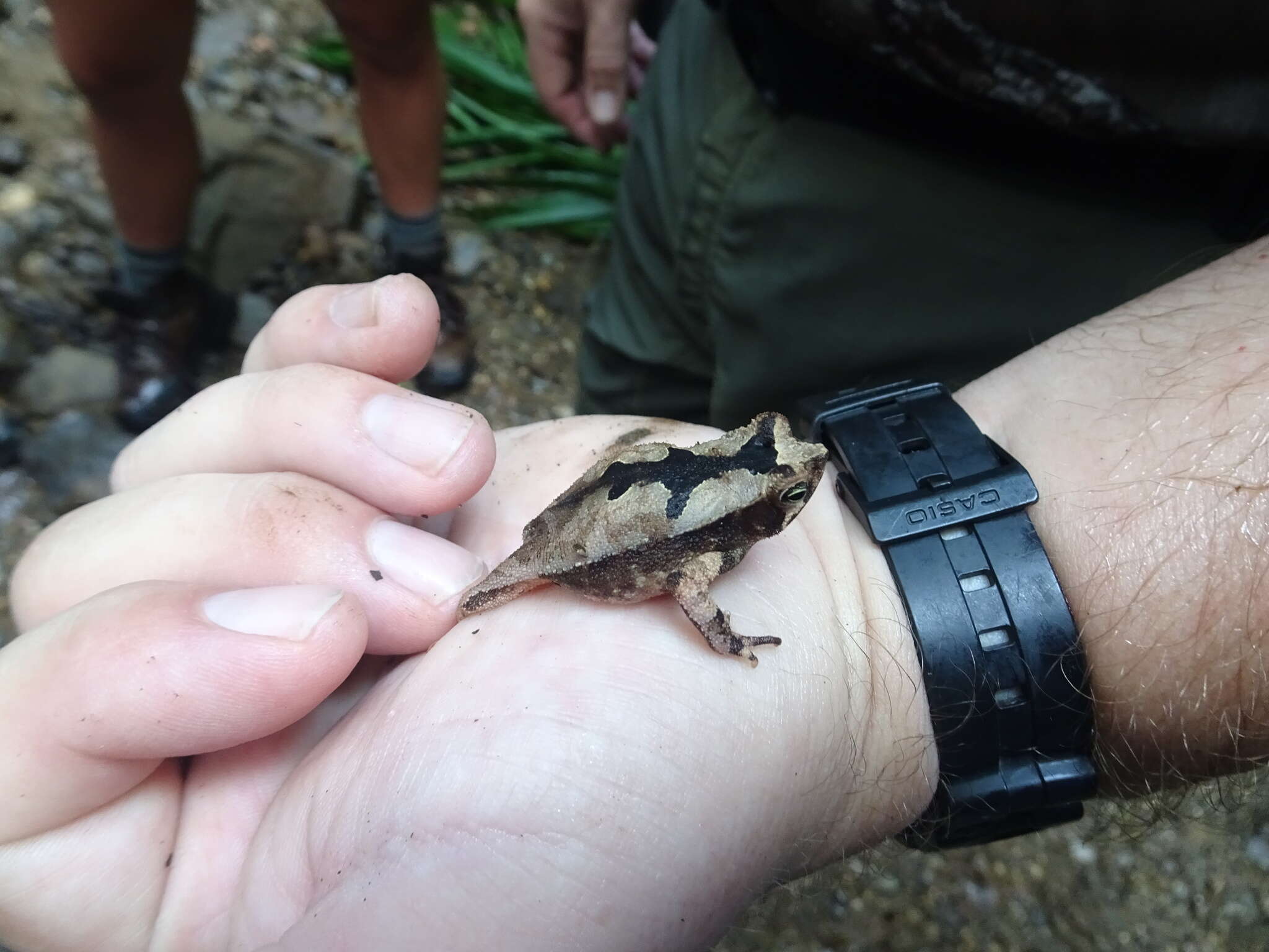 Rhinella alata (Thominot 1884)的圖片