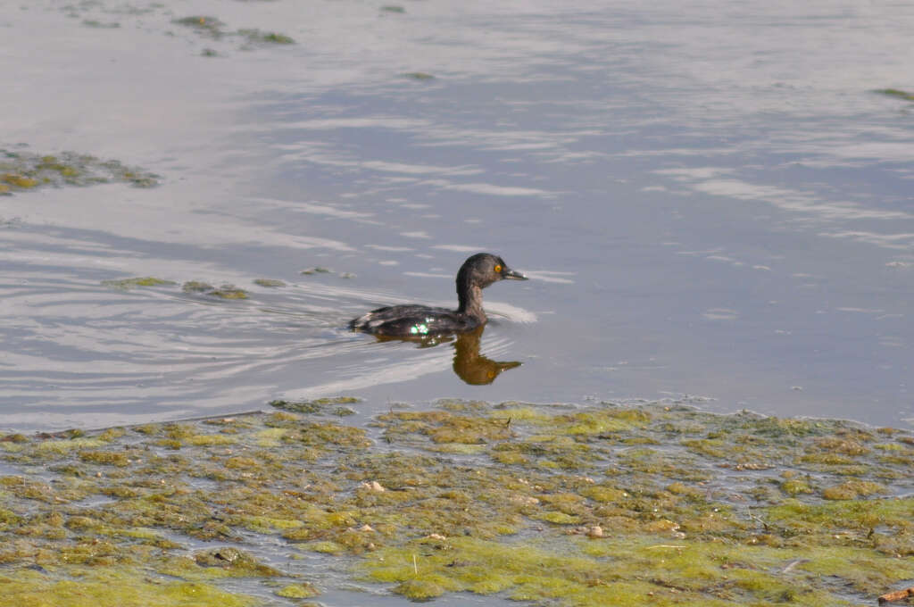 Imagem de Tachybaptus dominicus (Linnaeus 1766)