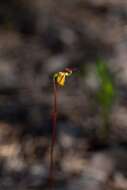 Image of Small duck orchid