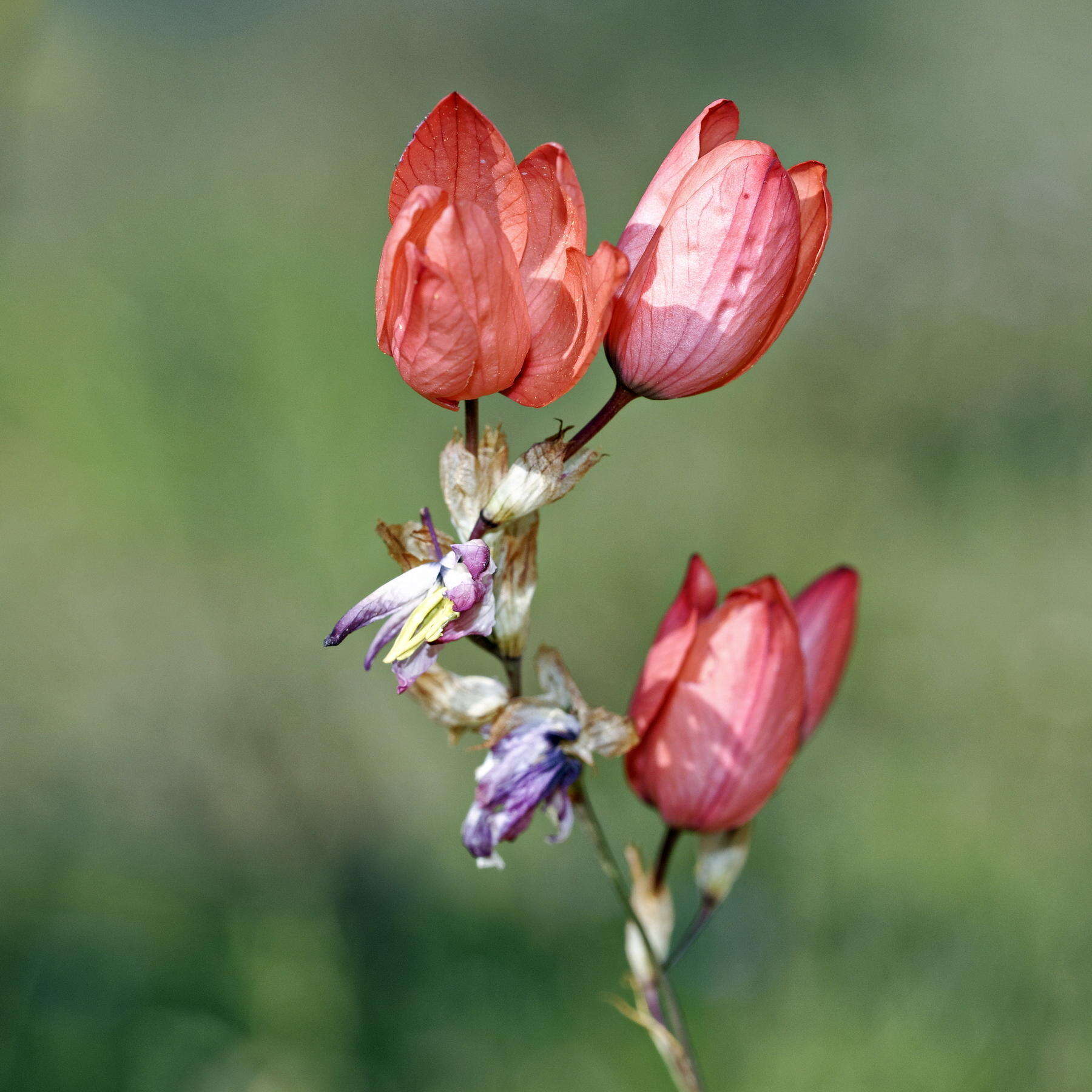 Image of Ixia vanzijliae L. Bolus