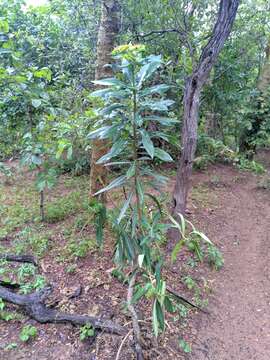 Image of Euphorbia grantii Oliv.