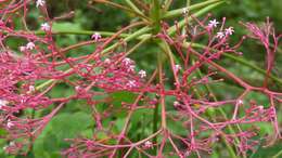 Image of Vasconcellea parviflora A. DC.