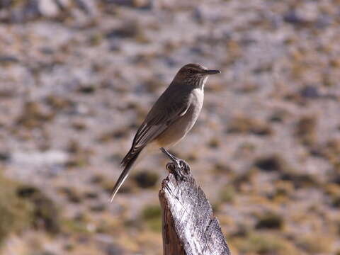 Image of Black-billed Shrike-Tyrant