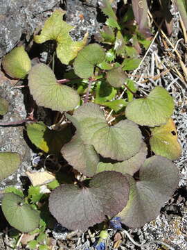 Image of Flett's Violet