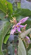 Image of Solanum subinerme Jacq.