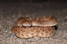 Image of Crotalus ruber ruber Cope 1892