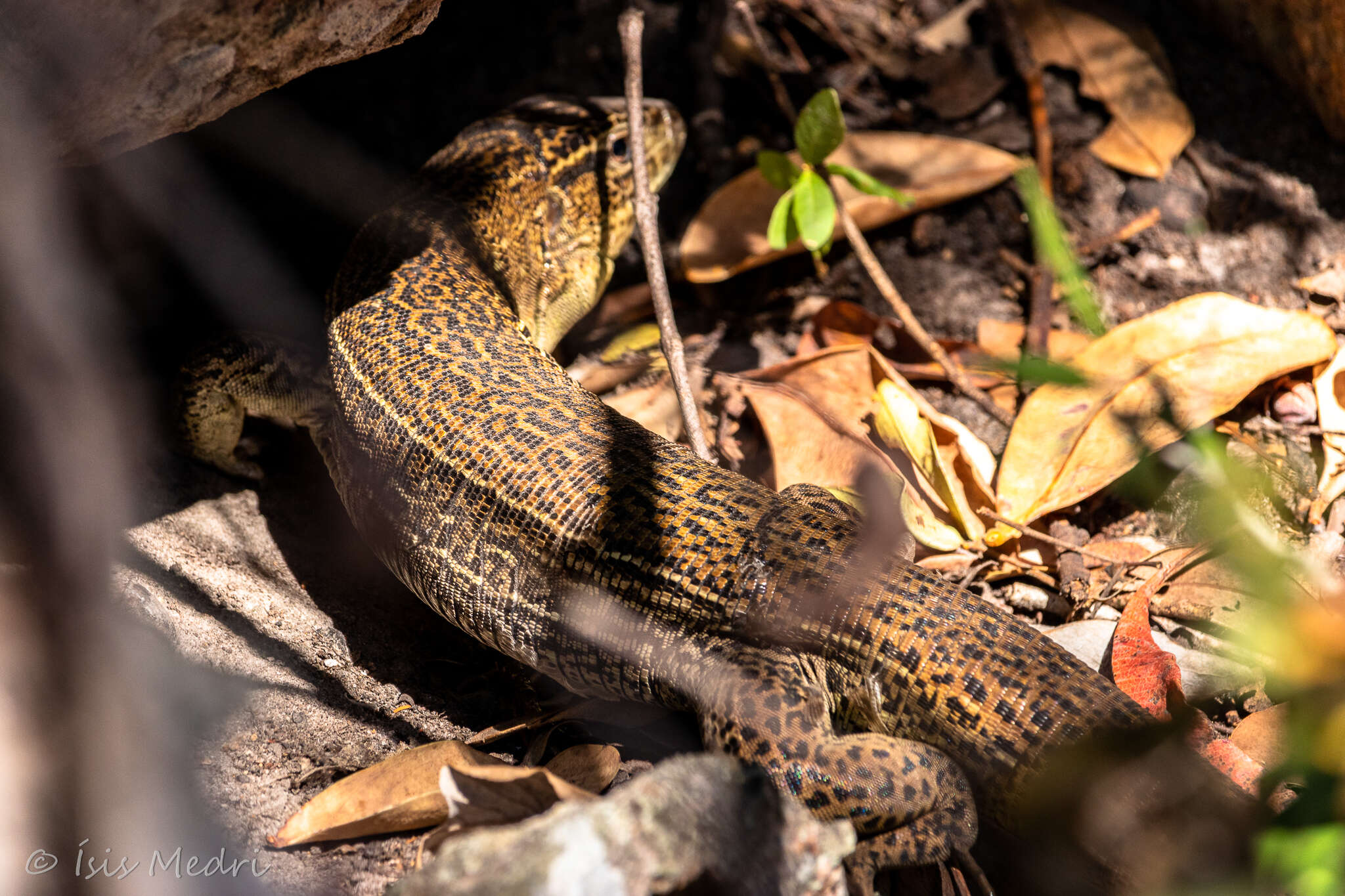 Image of Tupinambis quadrilineatus Manzani & Abe 1997