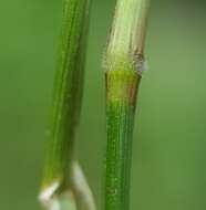 Image of Thurston grass