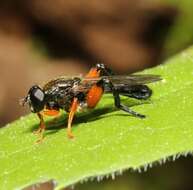 Image of Chalcosyrphus plesia (Curran 1925)