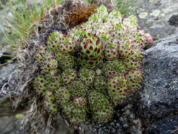 Image of Sempervivum vicentei Pau