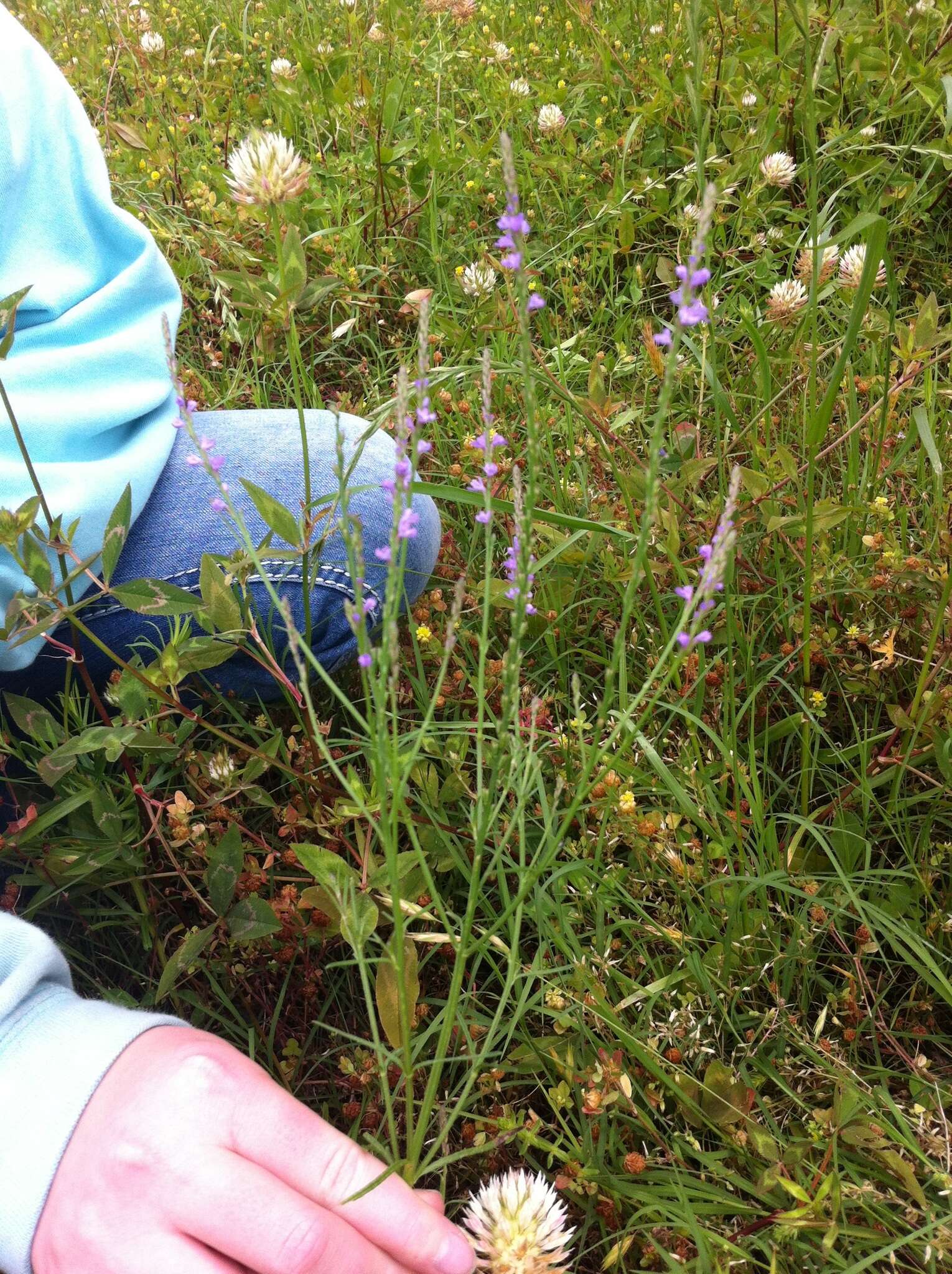 Image of Texas vervain