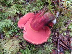 Image of Neoboletus