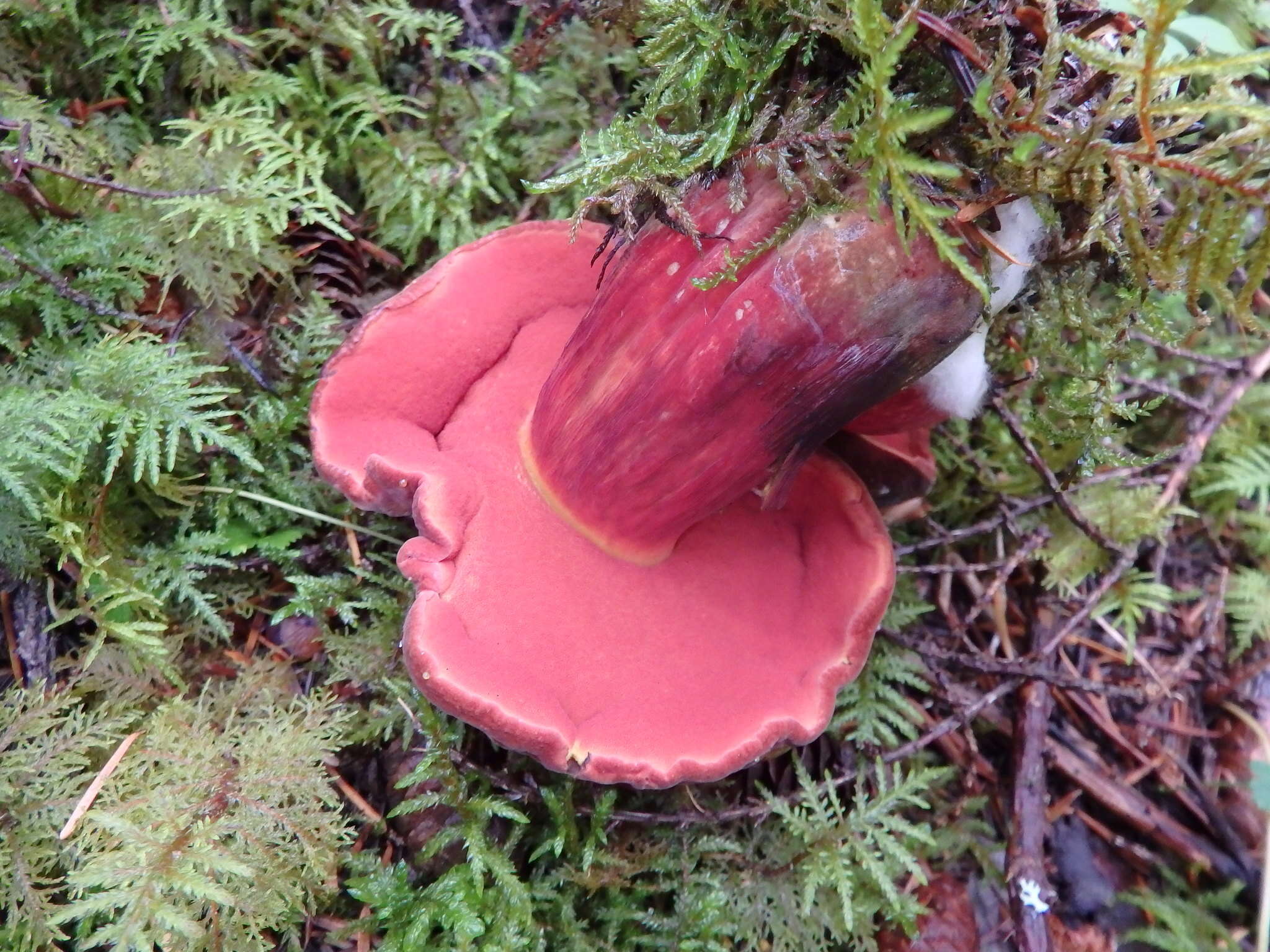 Image of Neoboletus