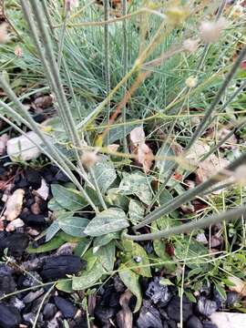 Image of redroot buckwheat