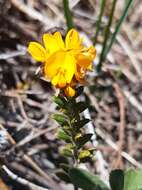 Image of Oxylobium ellipticum (Vent.) R. Br.