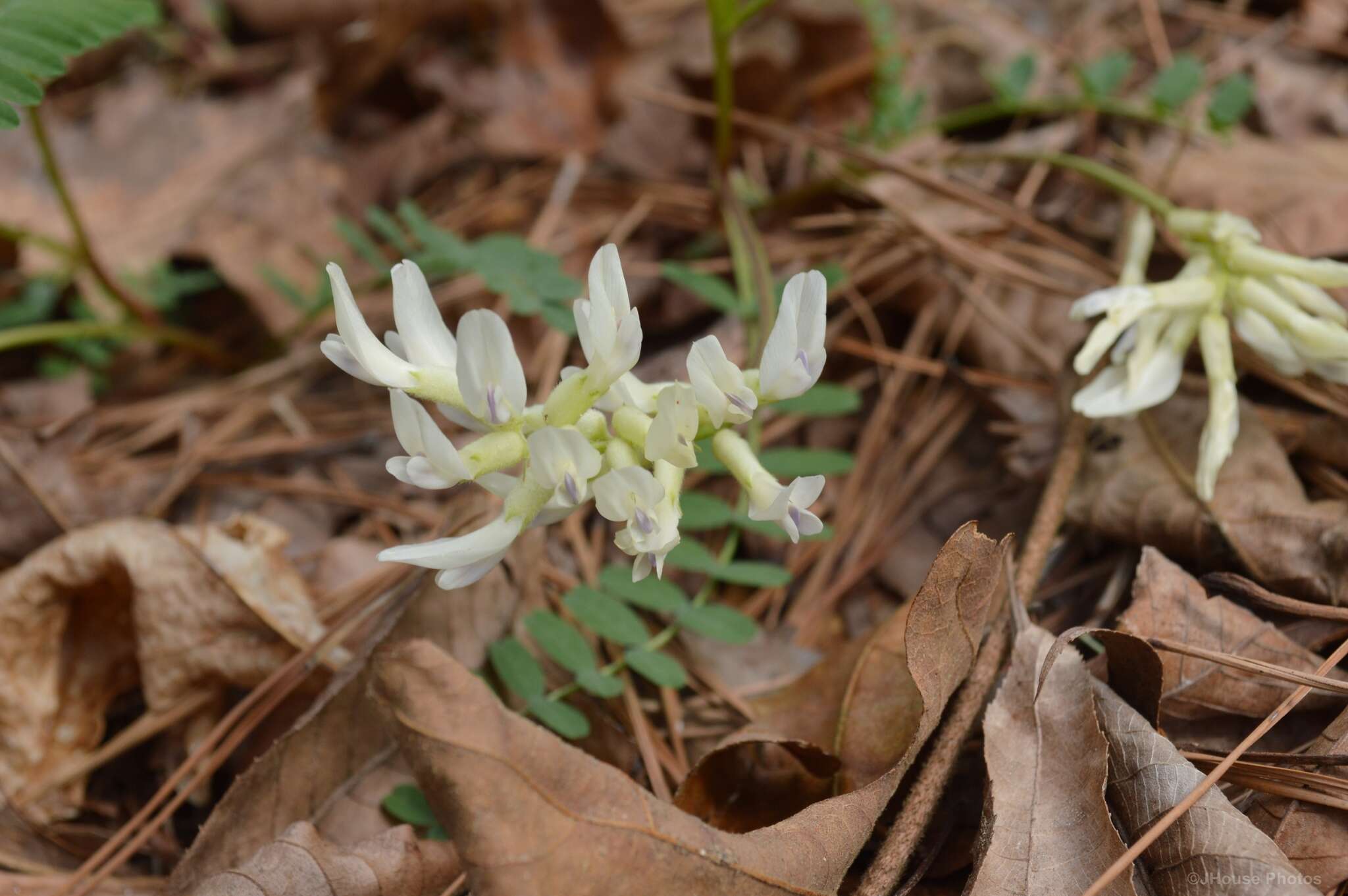 Sivun Astragalus crassicarpus var. trichocalyx (Nutt.) Barneby kuva