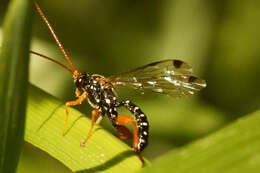 Sivun Echthromorpha intricatoria (Fabricius 1804) kuva