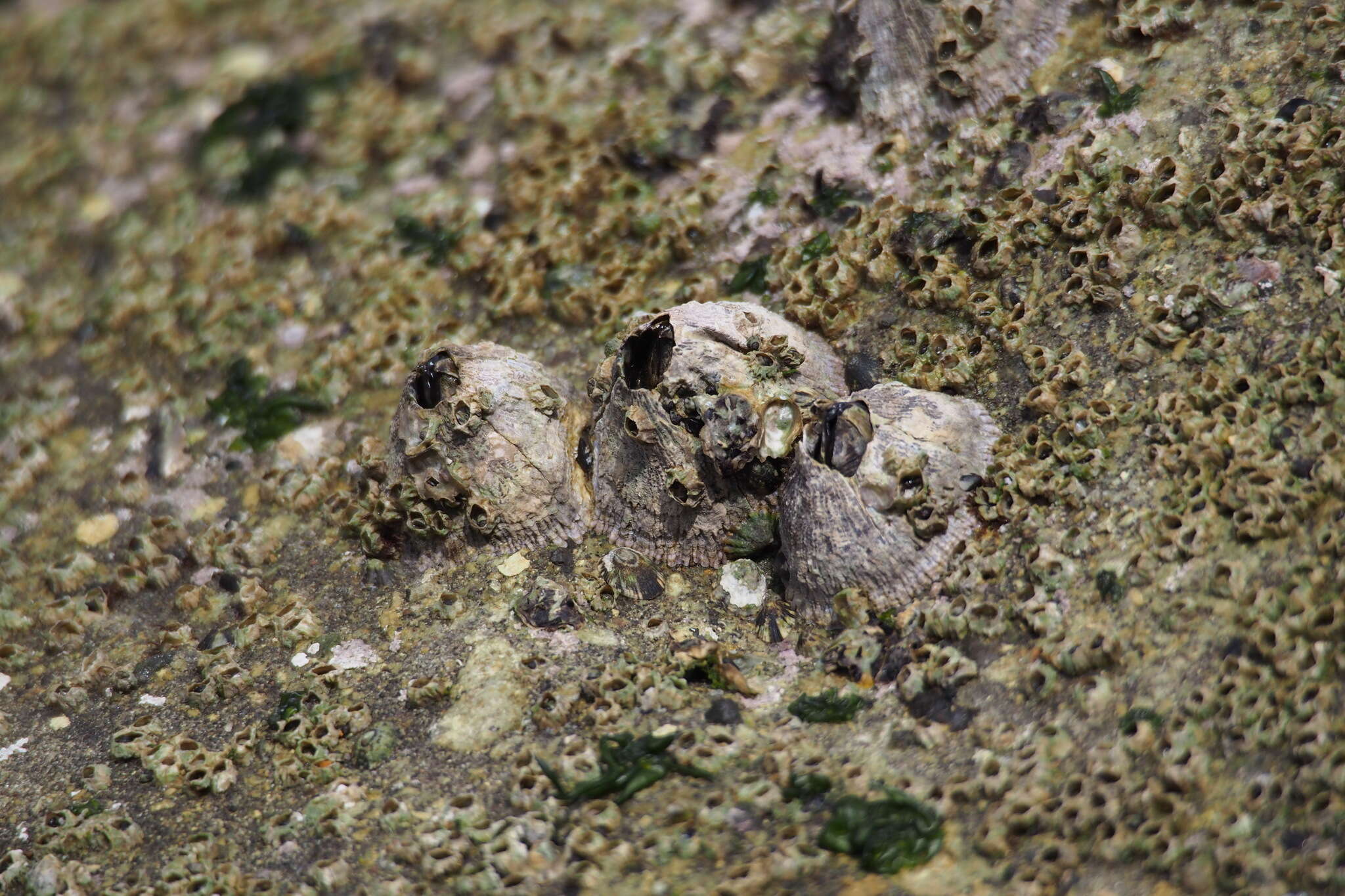 Image of Tetraclita japonica (Pilsbry 1916)