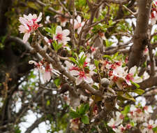 Prunus korschinskii Hand.-Mazz.的圖片