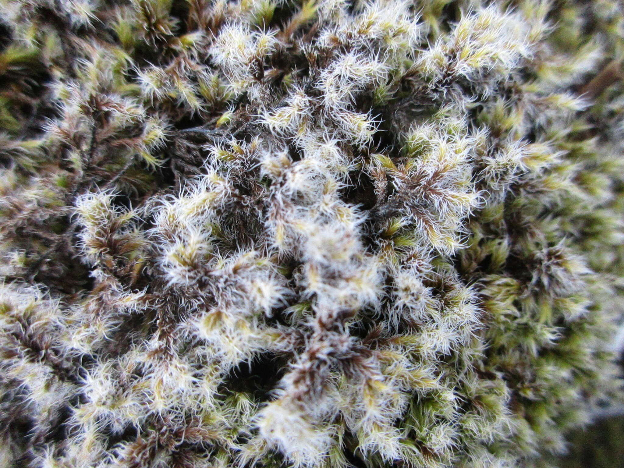 Image of racomitrium moss