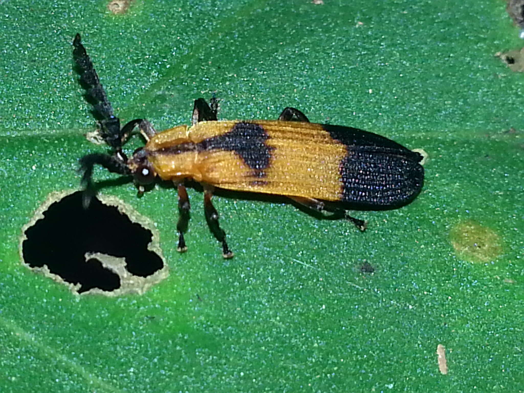 Image of Lycidae