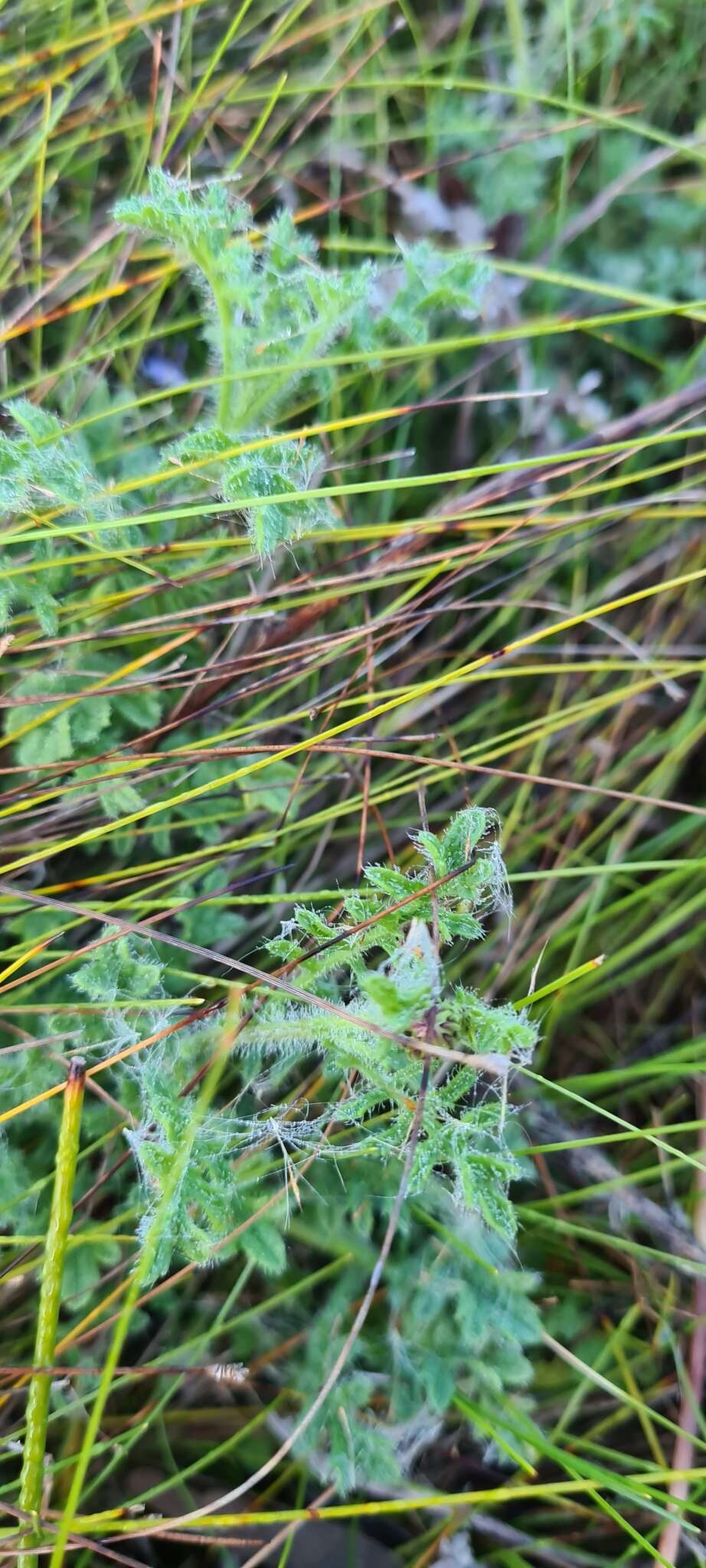 Image of Nidorella foetida (L.) DC.