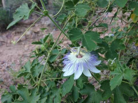 Passiflora arizonica (Killip) D. H. Goldman的圖片