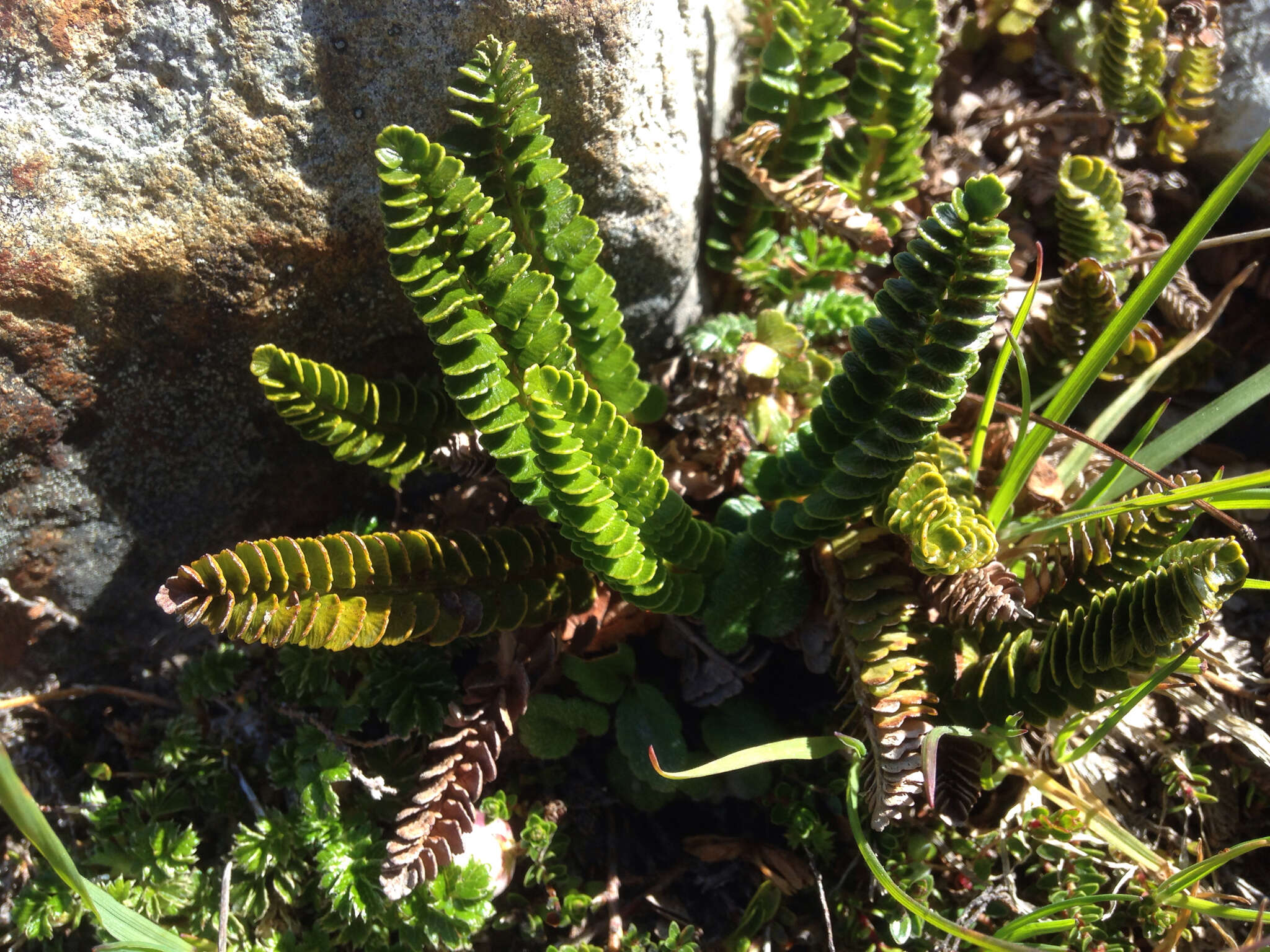 Image of Polystichum andinum Phil.