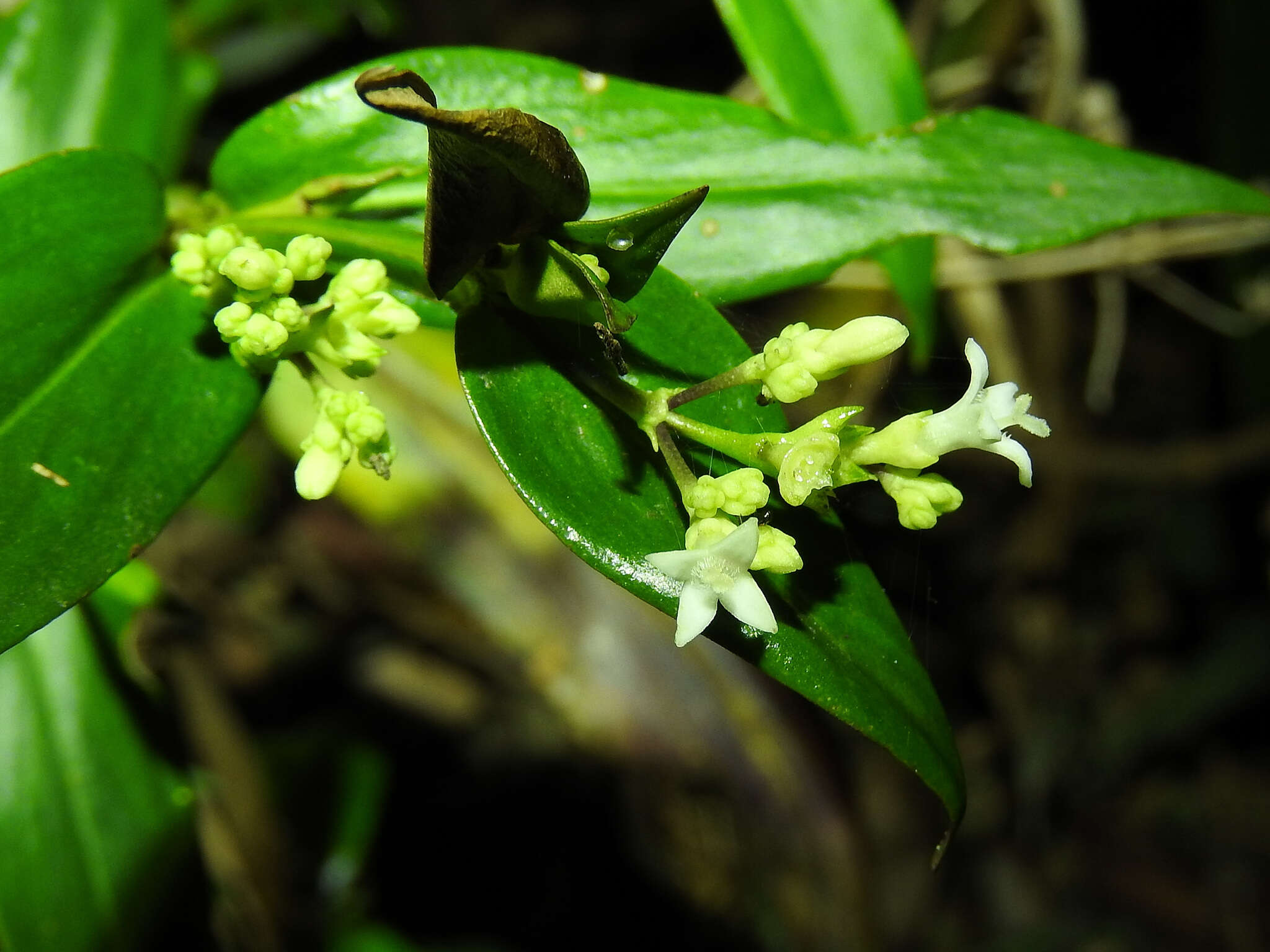 Image of Hedyotis acutangula Champ. ex Benth.