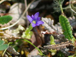 Image of Pygmy Gentian