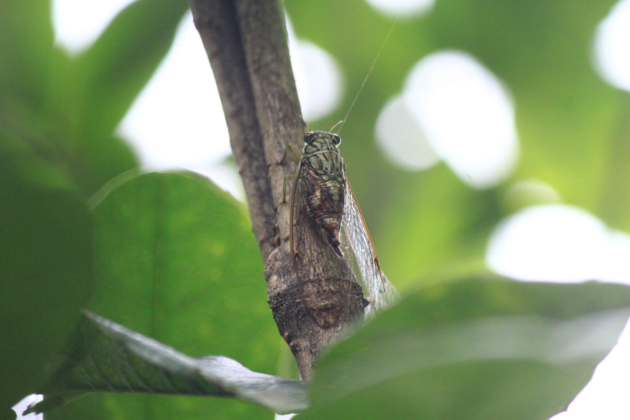 Image of Yezoterpnosia fuscoapicalis (Kato 1938)