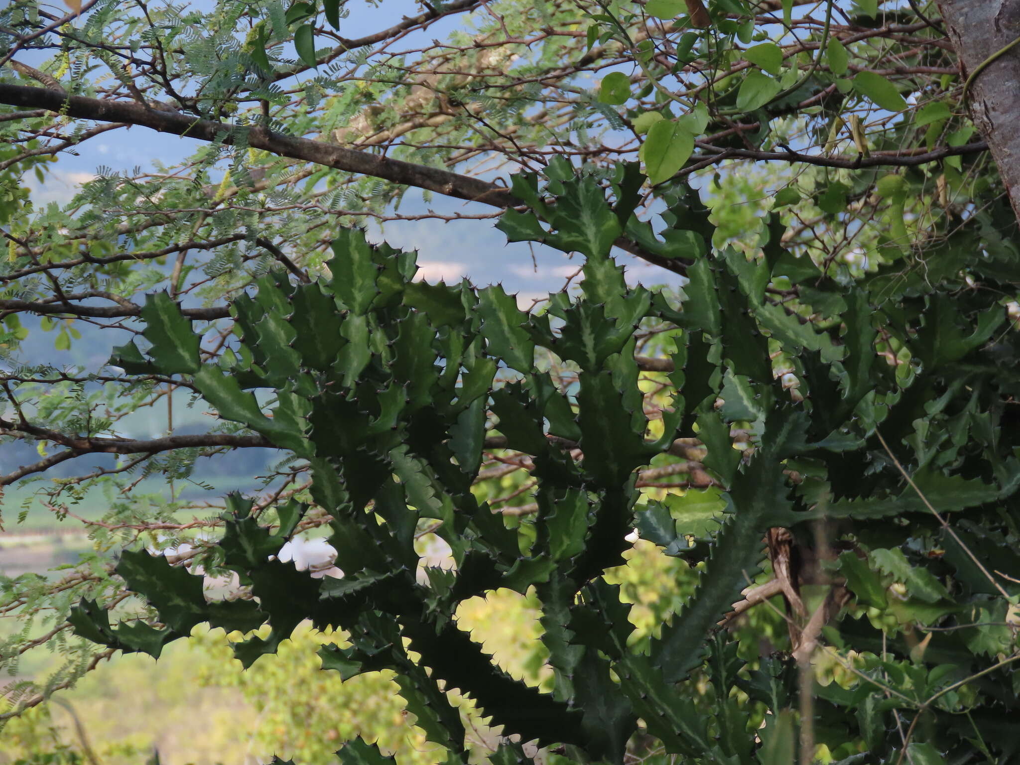 Euphorbia lactea Haw. resmi