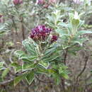 Plancia ëd Linochilus rhododendroides