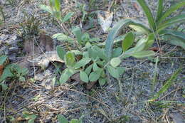 Image of Georgia frostweed