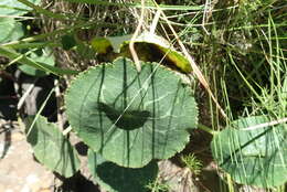 Image of Drakensberg Buttercup