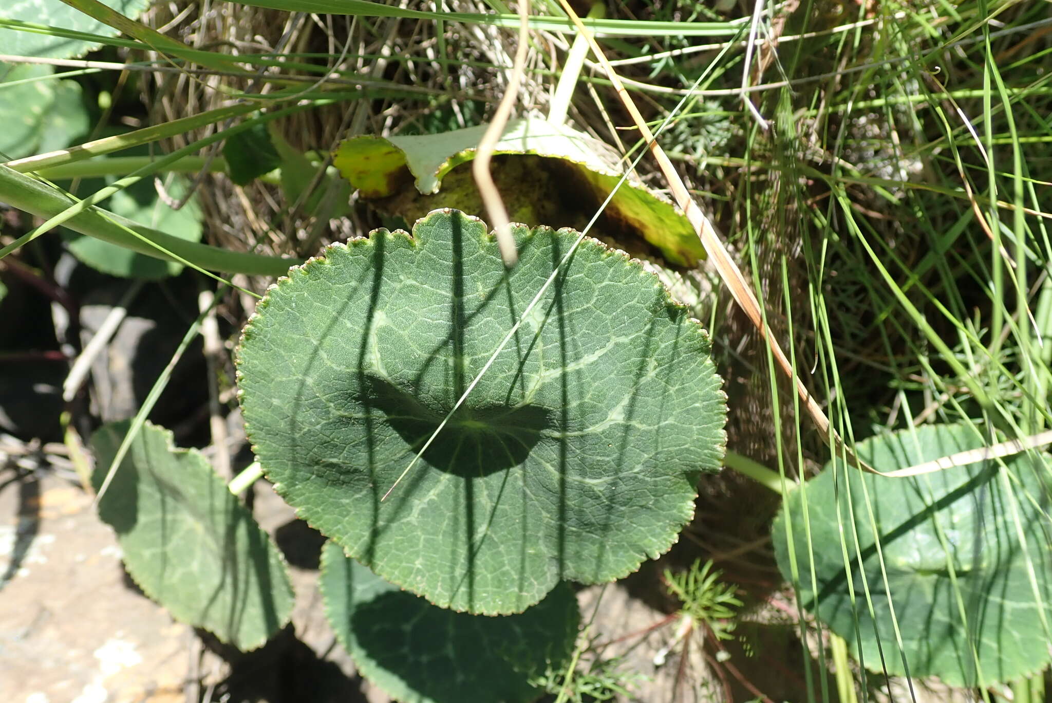 Image of Peltocalathos baurii (Mac Owan) M. Tamura