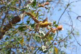 Combretum fruticosum (Loefl.) Stuntz resmi