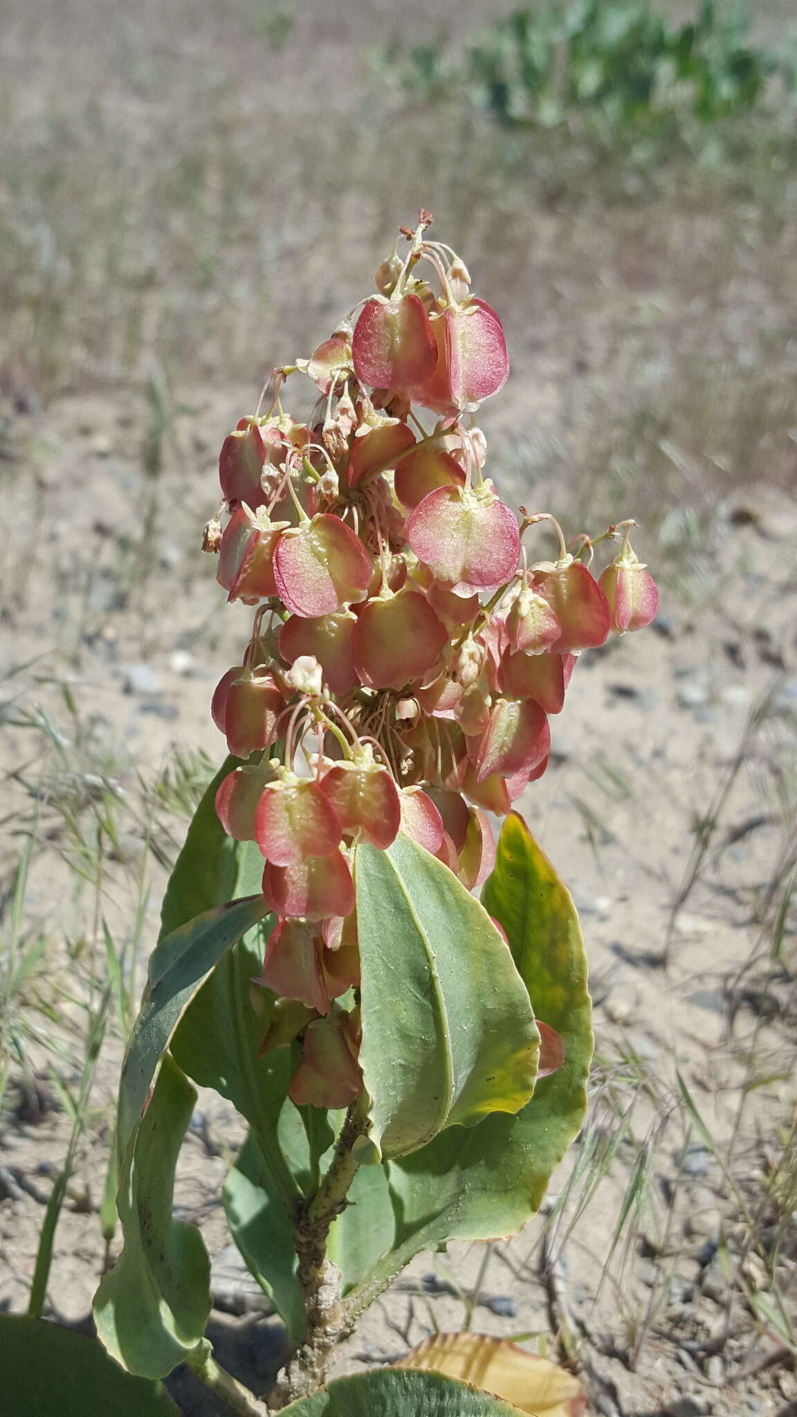 Rumex venosus Pursh的圖片