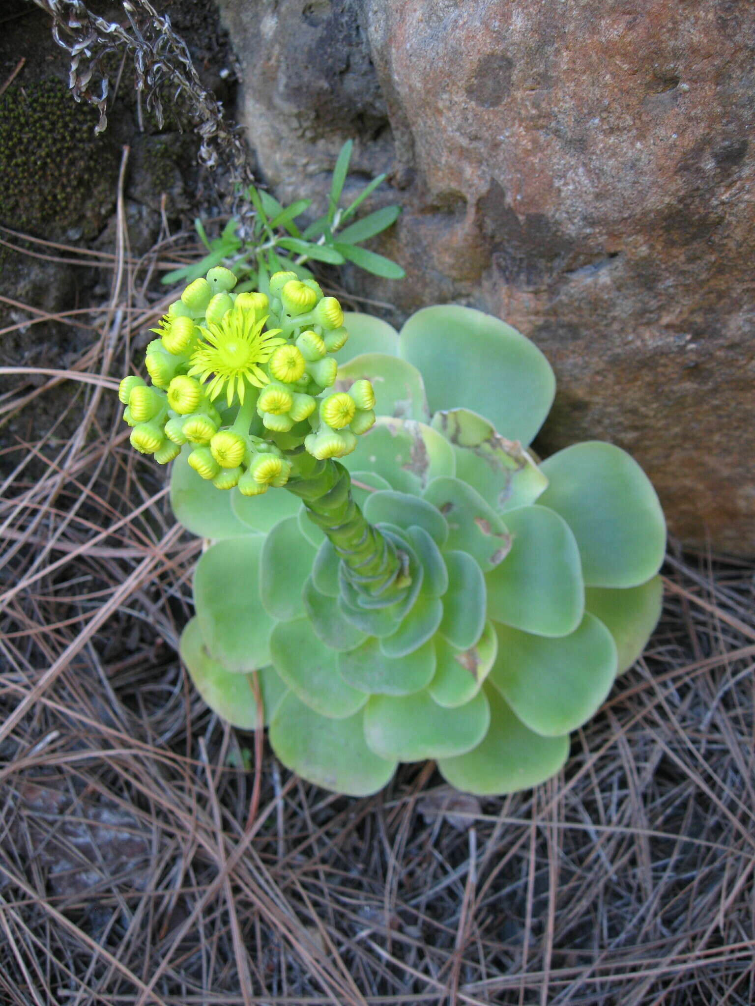 Aeonium diplocyclum (Webb ex Bolle) T. H. M. Mes resmi