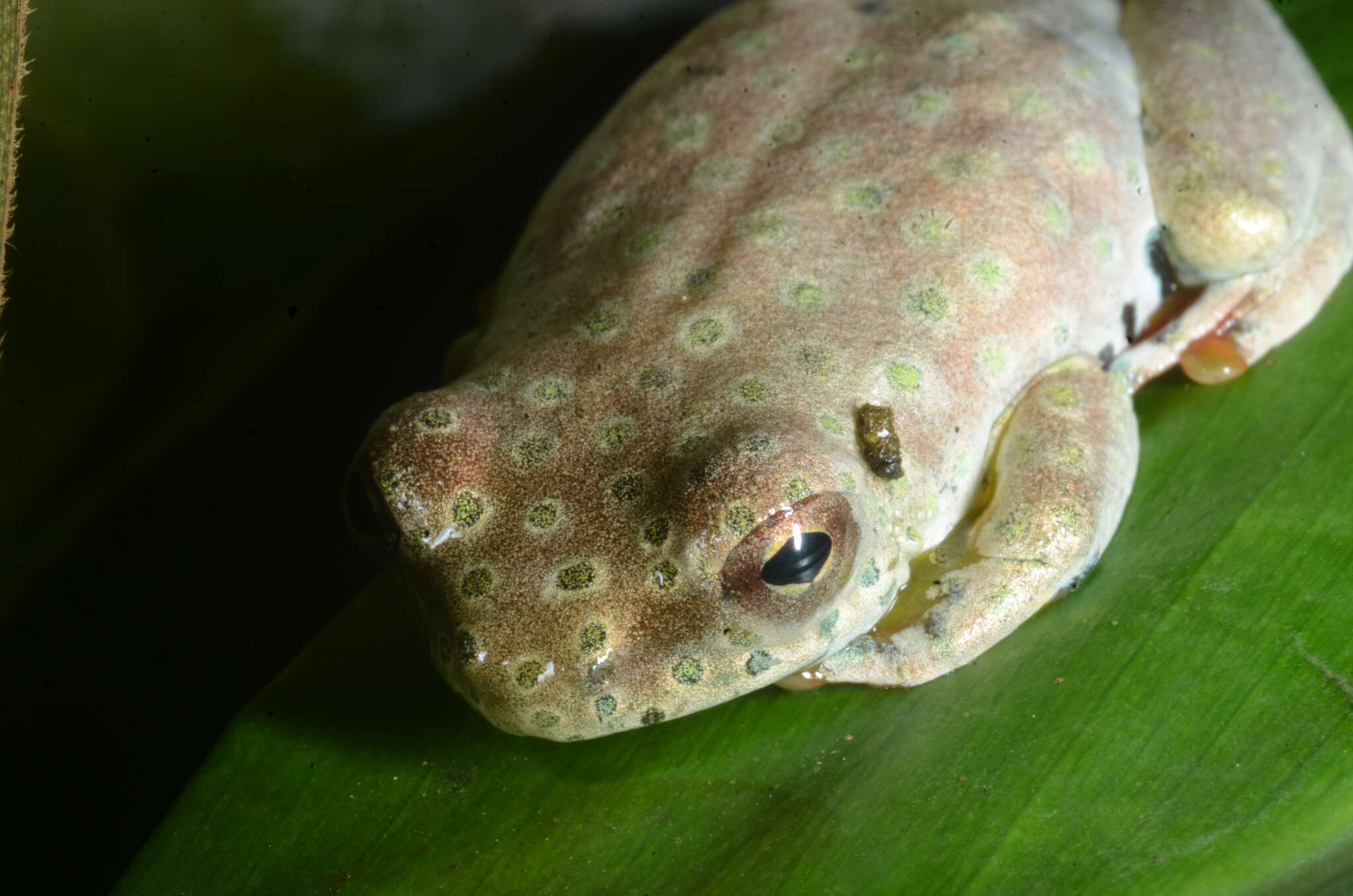 Image of Golden-eyed Reed Frog