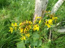 Image of Ligularia thyrsoidea (Ledeb.) DC.