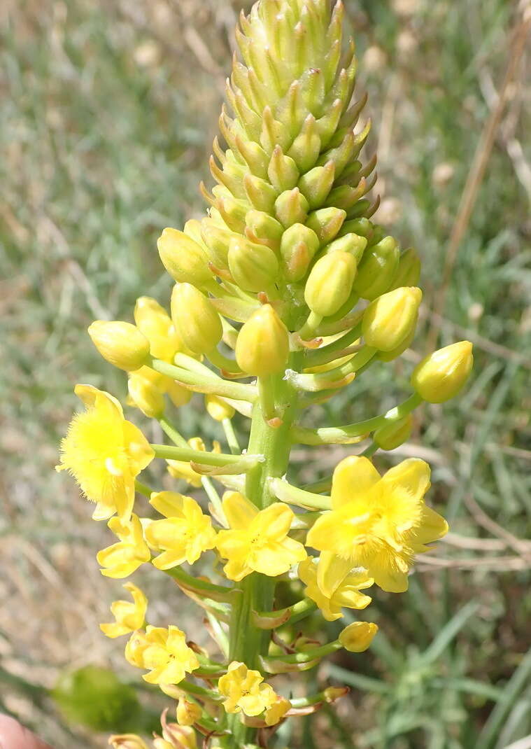 صورة Bulbine abyssinica A. Rich.