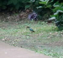 Image of Fairy Pitta