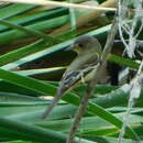 Image of southwestern willow flycatcher