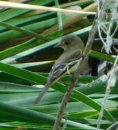 Image of southwestern willow flycatcher