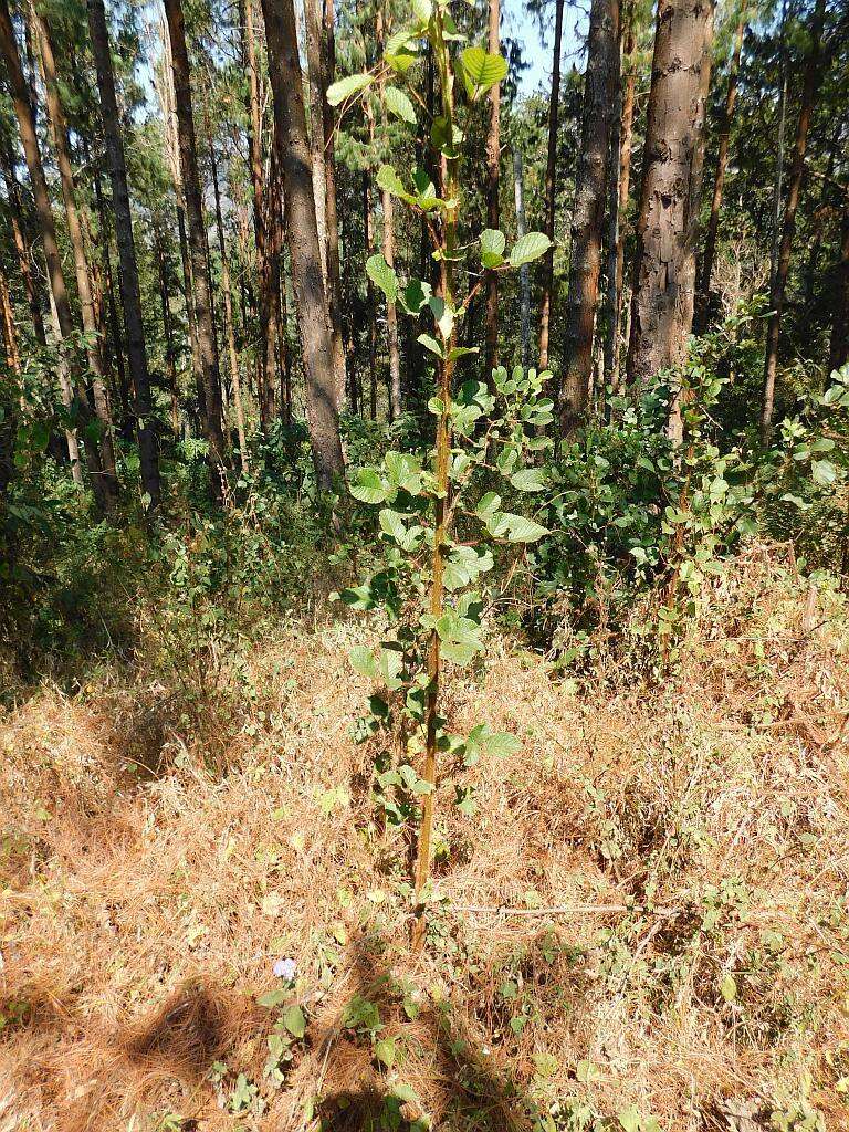 Sivun Rubus ellipticus Smith kuva