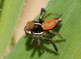 Image of Peacock spider