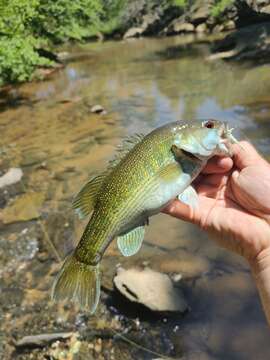 صورة Micropterus tallapoosae Baker, Johnston & Blanton 2013